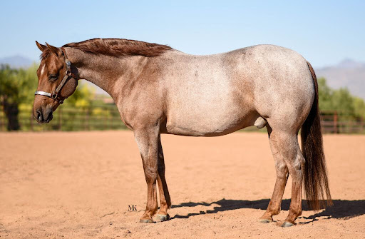 Strawberry Roan vs Red Roan? Knowing the Underlying Difference